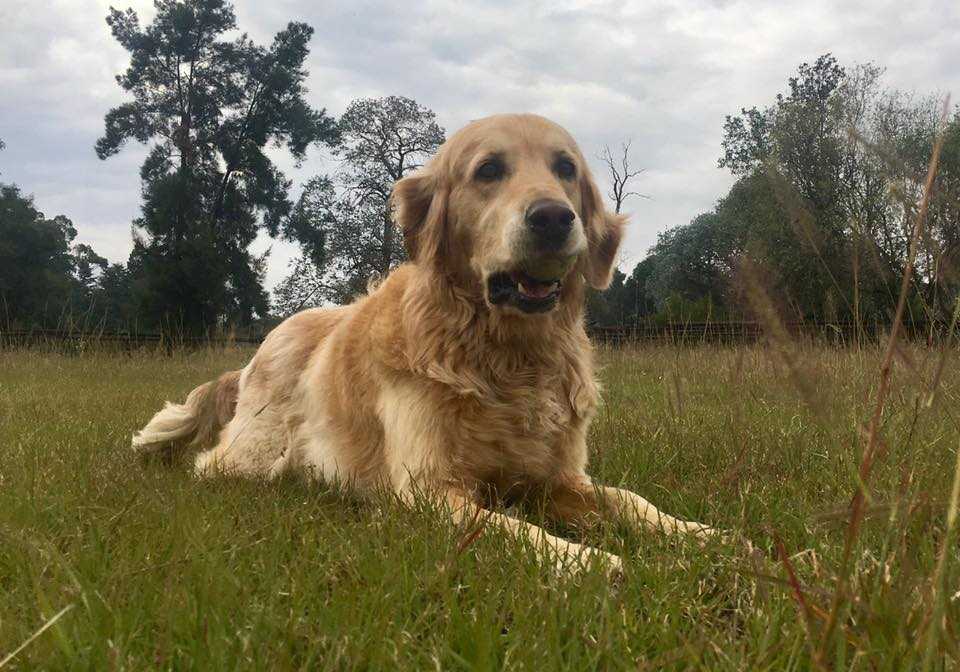 A healthy, glossy dog at Pin Oaks