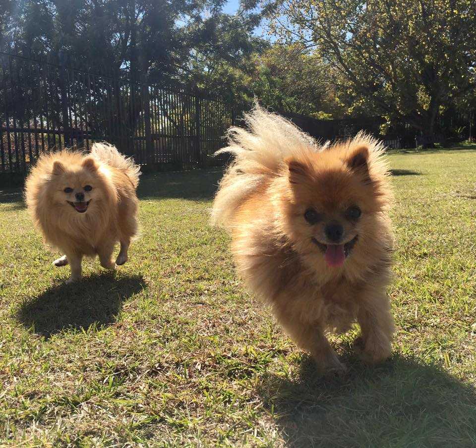 Small dogs playing at Pin Oaks